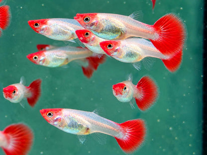 Red Cap Koi Guppy Poecilia reticulata Weibchen