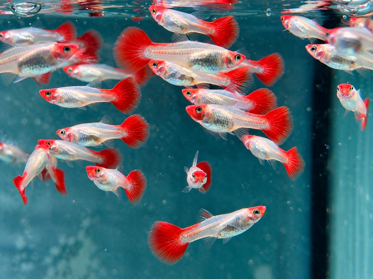 Red Cap Koi Guppy Poecilia reticulata Weibchen