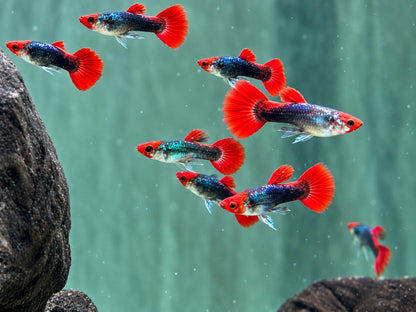 Red Cap Koi Tuxedo Guppy Poecilia reticulata Männchen