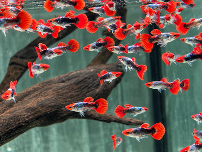 Red Cap Koi Tuxedo Guppy Poecilia reticulata Männchen