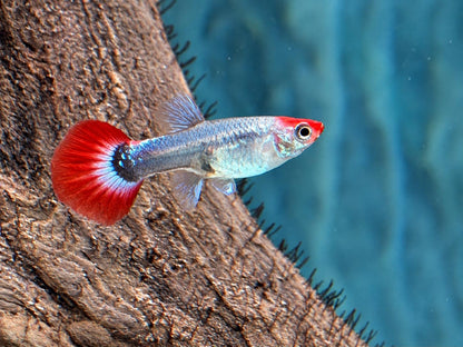 Red Cap Koi Tuxedo Guppy Poecilia reticulata Weibchen