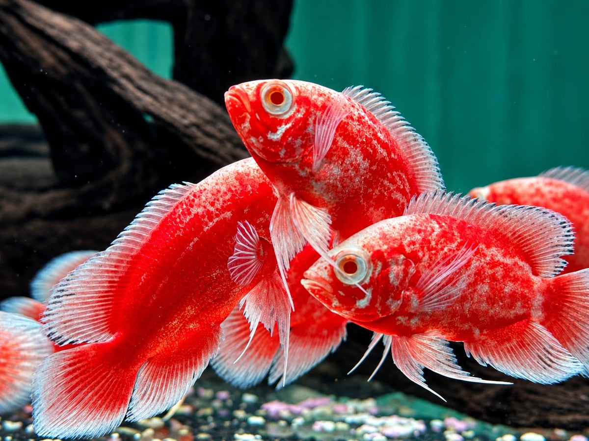 Red Chili Pfauenaugenbuntbarsch Oskar Astronotus ocellatus 6-7cm