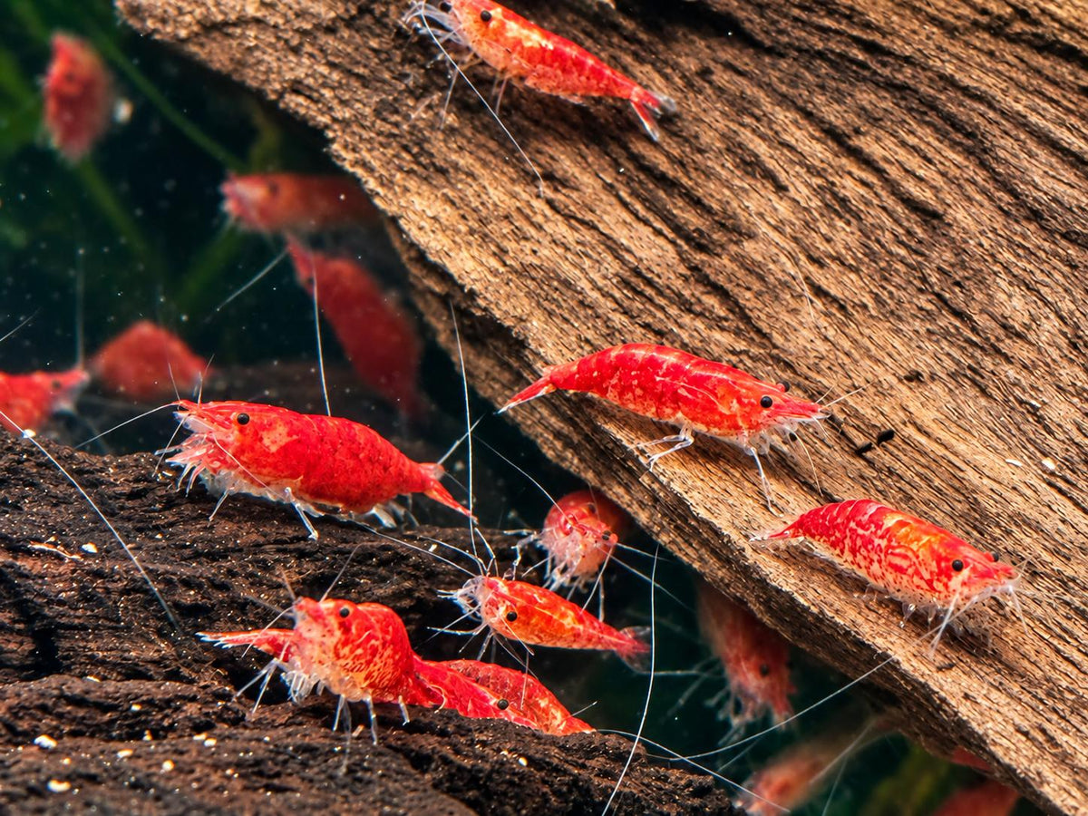 Red Fire Garnele Neocaridina davidi