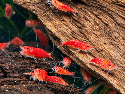 Red Fire Garnele Neocaridina davidi
