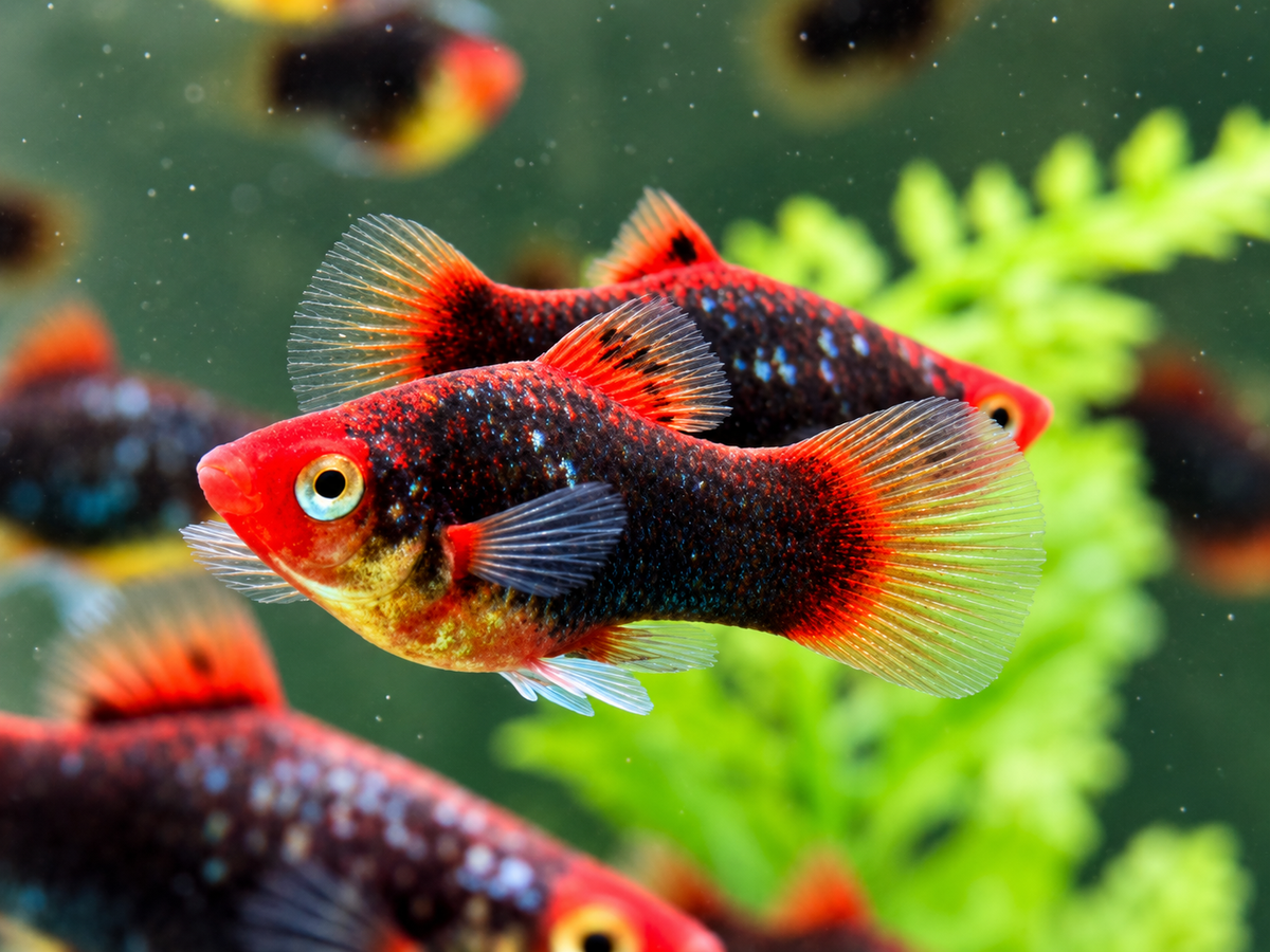 Red Parrot Platy Xiphophorus maculatus