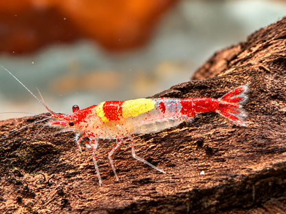Red Rili Garnele Neocaridina davidi