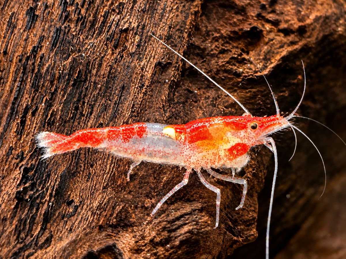 Red Rili Garnele Neocaridina davidi