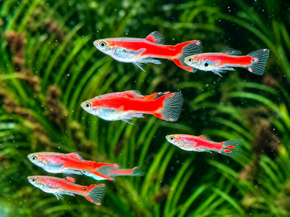 Red Scarlet Endler Guppy Poecilia wingei Männchen