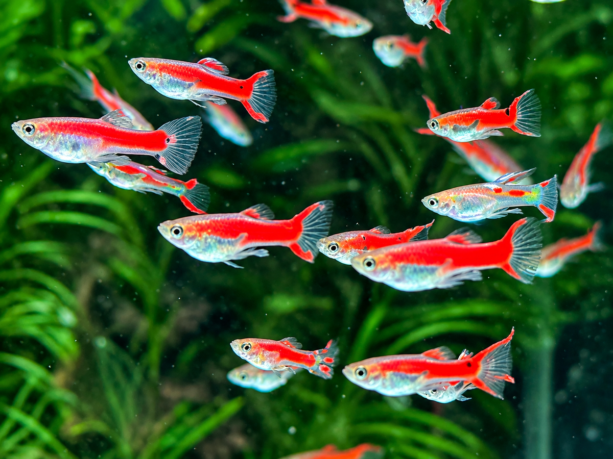 Red Scarlet Endler Guppy Poecilia wingei Männchen