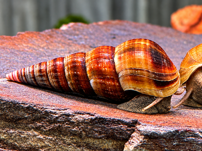 Riesen Herkules Turmdeckelschnecke Brotia herculea