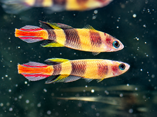 Ringelhechtling Epiplatys annulatus