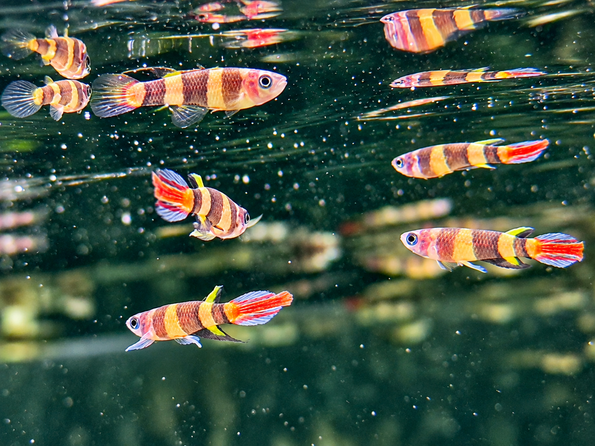 Ringelhechtling Epiplatys annulatus