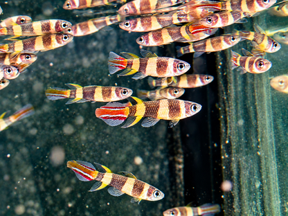 Ringelhechtling Epiplatys annulatus