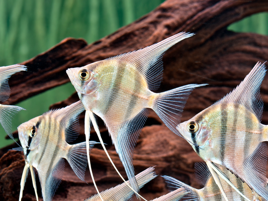 Rio Nanay Peru Altum Skalar Pterophyllum scalare