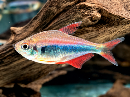 Rot Blauer Perusalmler Hyphessobrycon margitae