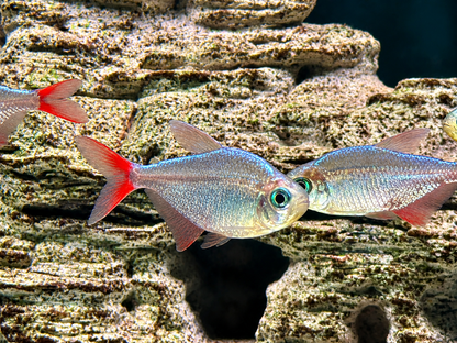 Rotblauer Kolumbianer Hyphessobrycon columbianus