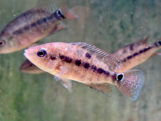 Roter Ecuadorbuntbarsch Mesoheros Cichlasoma festae