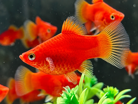 Roter Korallenplaty Xiphophorus maculatus