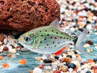Roter Piranha Serrasalmus I Pygocentrus nattereri 3 cm