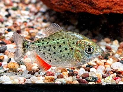 Roter Piranha Serrasalmus I Pygocentrus nattereri 3 cm