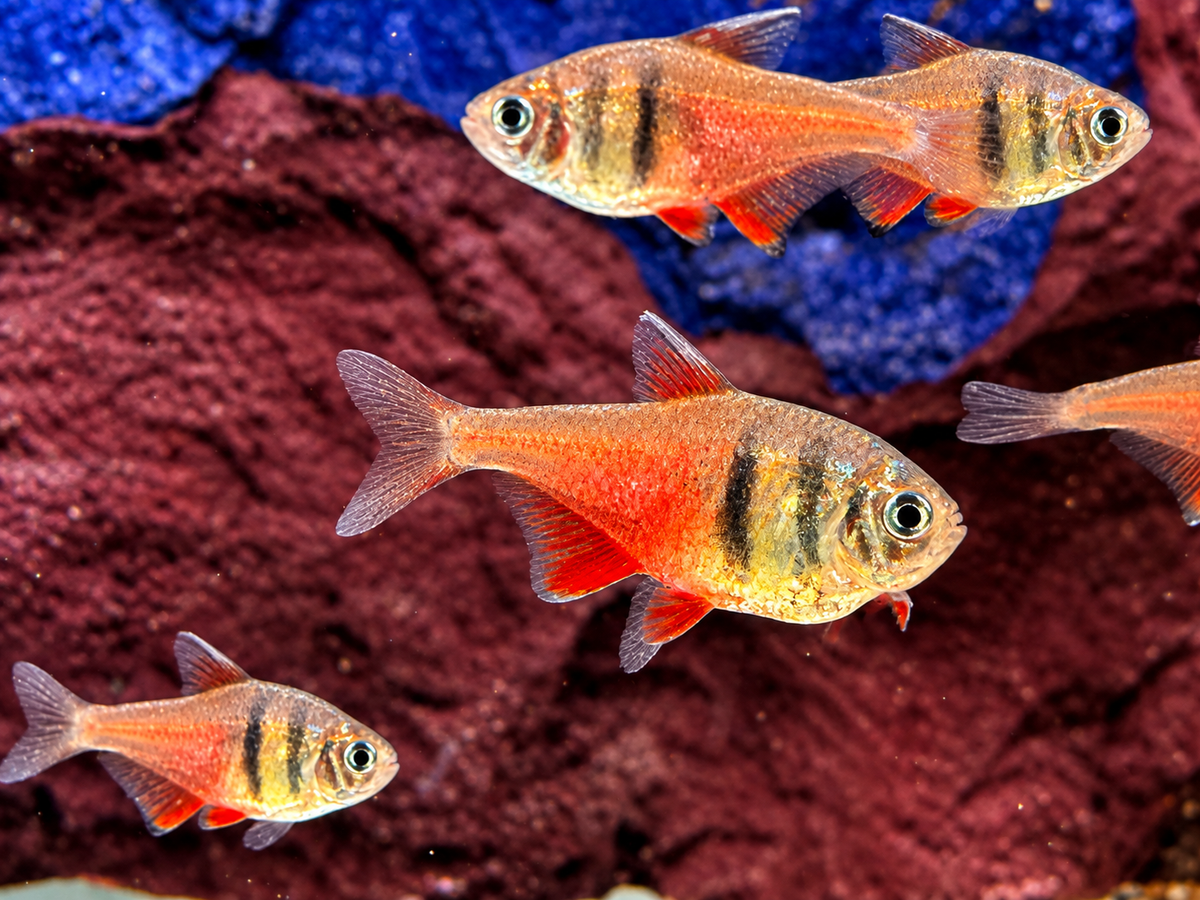 Roter von Rio Hyphessobrycon flammeus