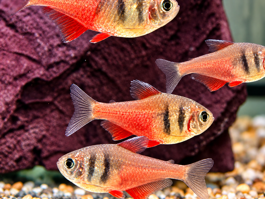 Roter von Rio Hyphessobrycon flammeus