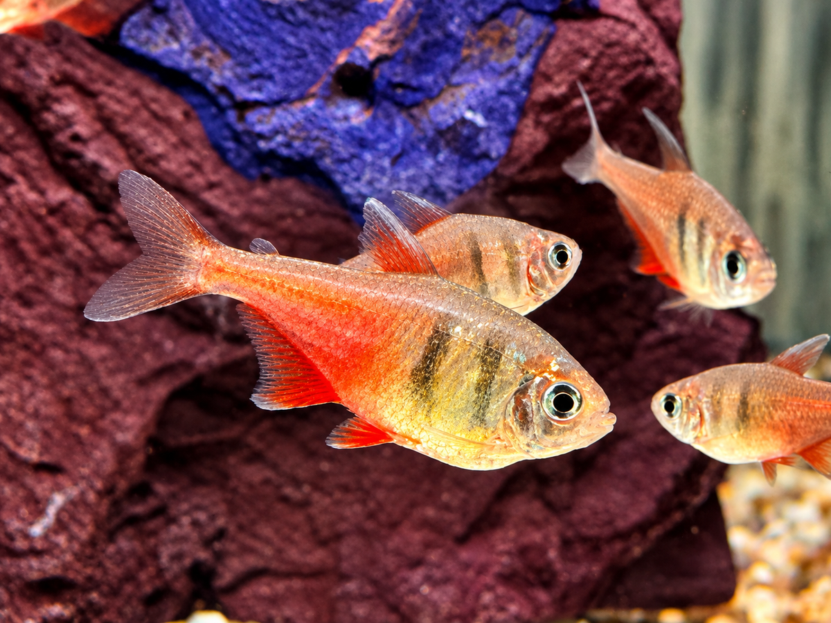 Roter von Rio Hyphessobrycon flammeus