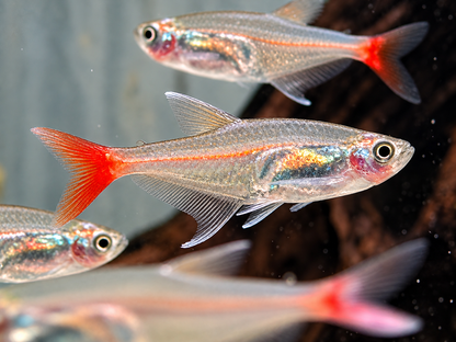 Rotflossen Glassalmler Prionobrama filigera