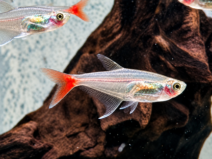 Rotflossen Glassalmler Prionobrama filigera