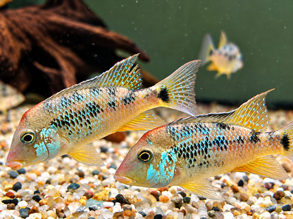 Rothauben Erdfresser Geophagus steindachneri