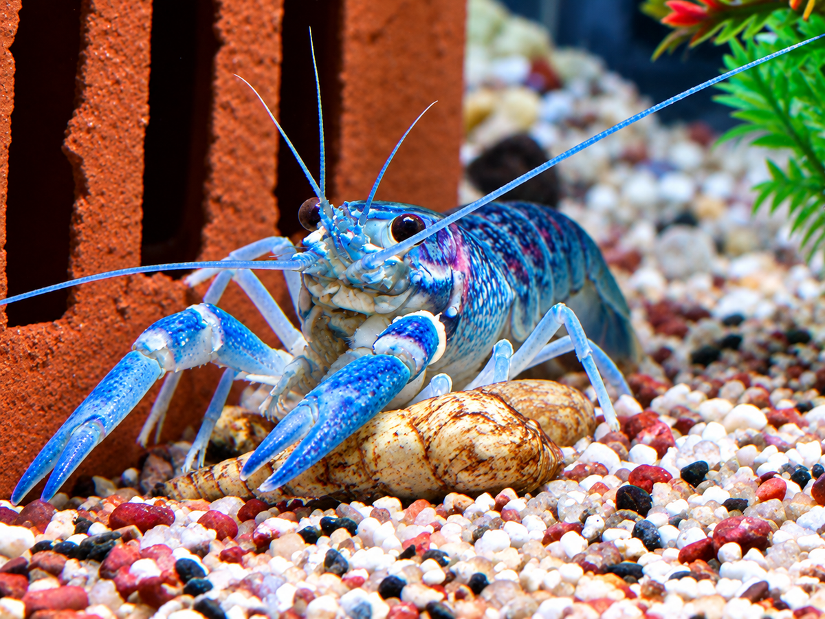 Rotscherenkrebs Cherax quadricarinatus