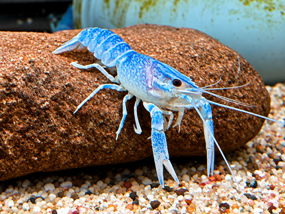 Rotscherenkrebs Cherax quadricarinatus