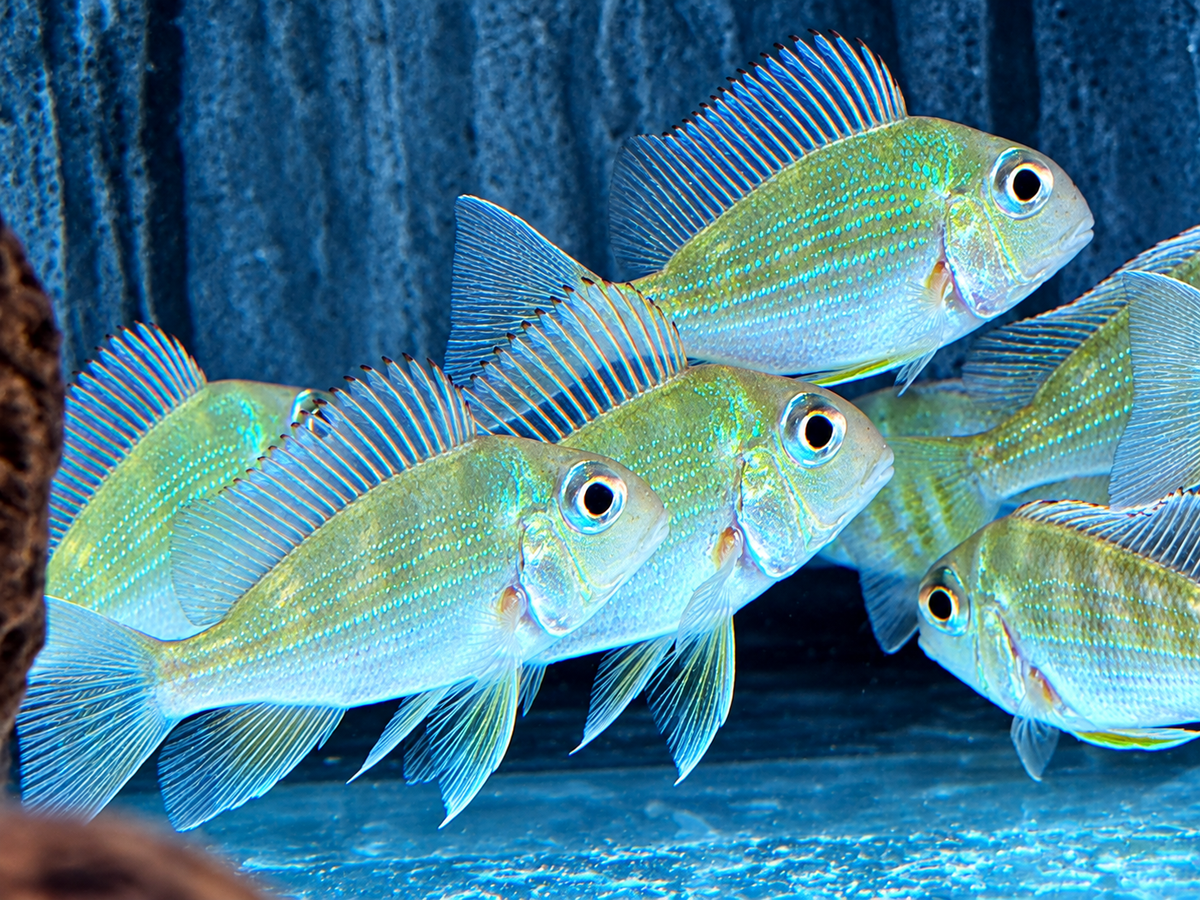Rotstreifen Erdfresser Geophagus surinamensis