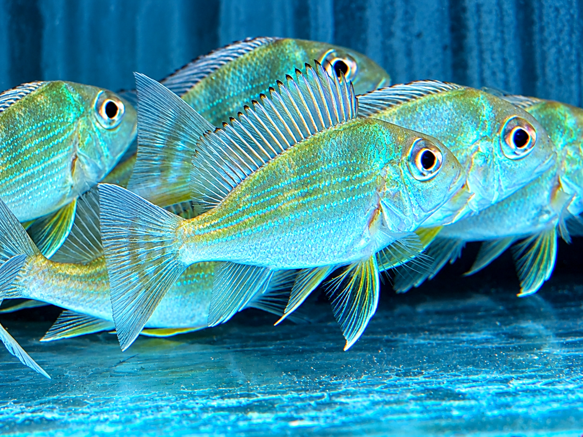 Rotstreifen Erdfresser Geophagus surinamensis