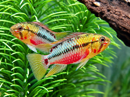 Rotstrich Zwergbuntbarsch Apistogramma hongsloi