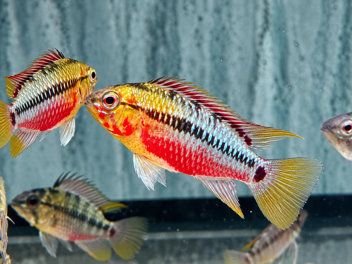 Rotstrich Zwergbuntbarsch Apistogramma hongsloi
