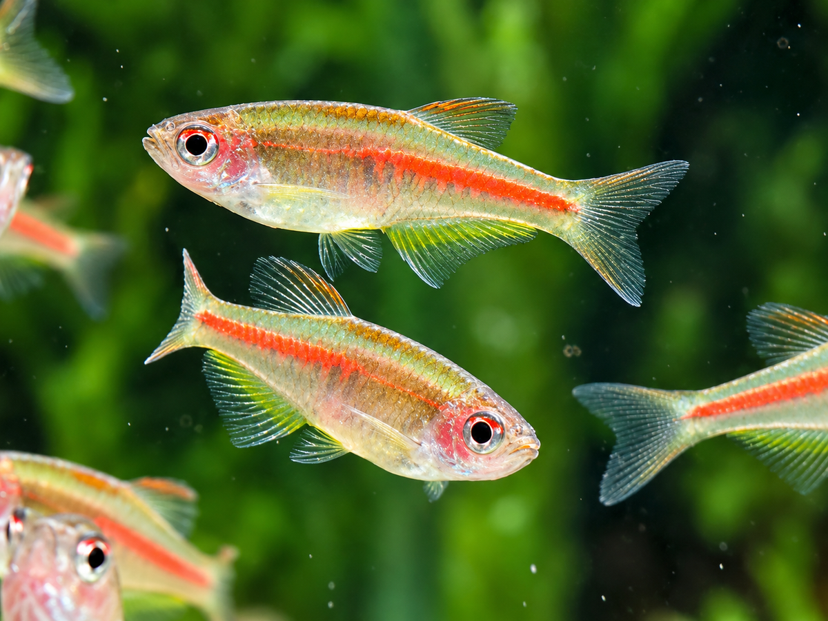 Rubinbärbling I Glühlichtbärbling Danio choprae