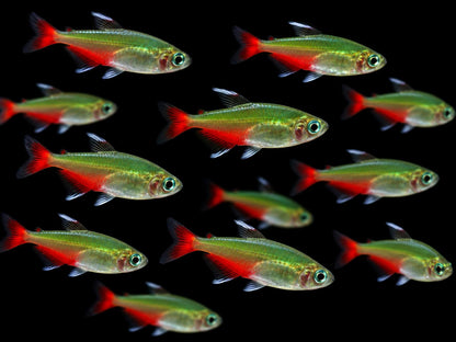 Rubinsalmler Aphyocharax rathbuni