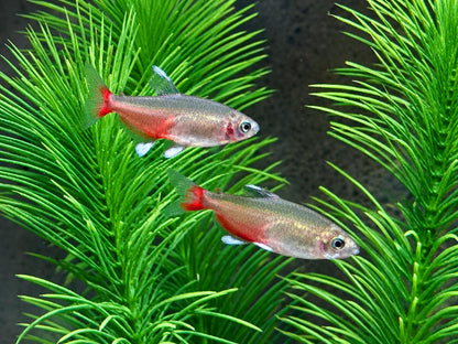 Rubinsalmler Aphyocharax rathbuni