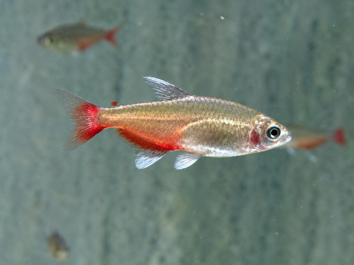Rubinsalmler Aphyocharax rathbuni