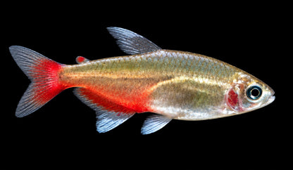 Rubinsalmler Aphyocharax rathbuni