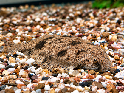 Süßwasserflunder Cynoglossus feldmanni