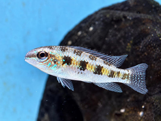 Schachbrett Cichlide Dicrossus Crenicara filamentosus