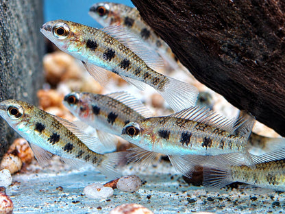 Schachbrett Cichlide Dicrossus Crenicara filamentosus