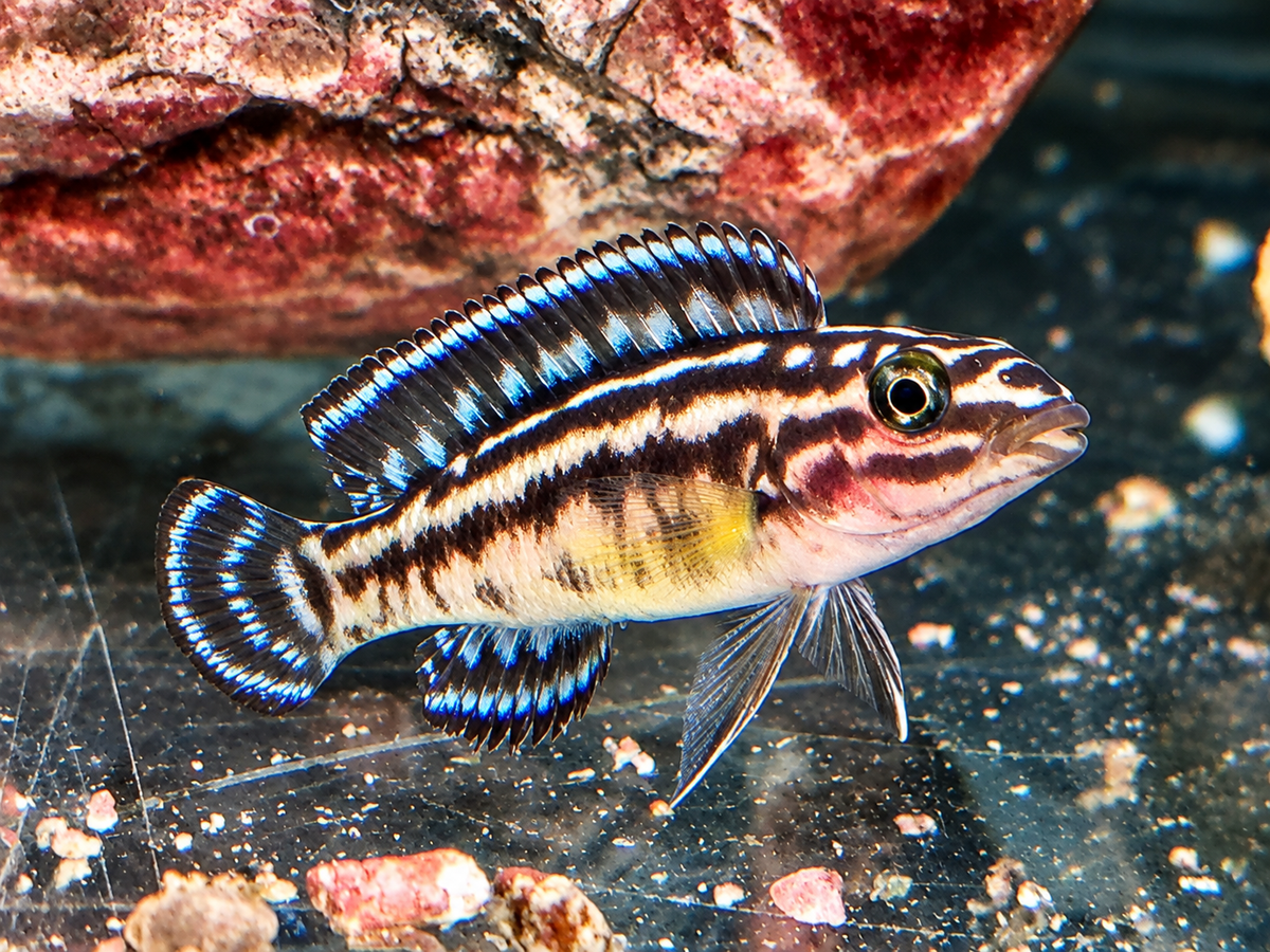 Schachbrett Schlankcichlide Julidochromis marlieri