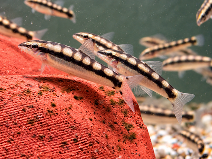 Schachbrettschmerle Yasuhikotakia (Botia) sidthmunki