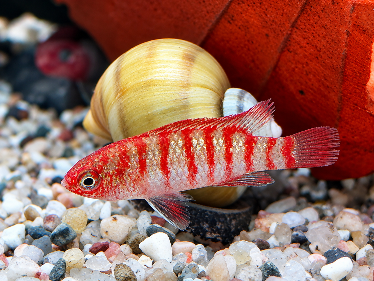 Scharlachroter Zwergblaubarsch Dario dario – Scarlet Badis
