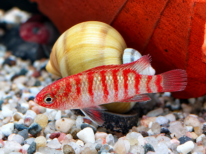 Scharlachroter Zwergblaubarsch Dario dario – Scarlet Badis