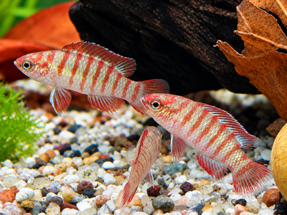 Scharlachroter Zwergblaubarsch Dario dario – Scarlet Badis