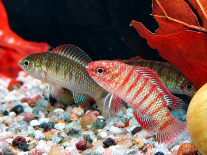 Scharlachroter Zwergblaubarsch Dario dario – Scarlet Badis